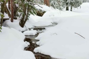 Sequoia-Winter-Tours-Wonderland-Tour-3 Sequoia-Winter-Tours-Wonderland-Tour-3